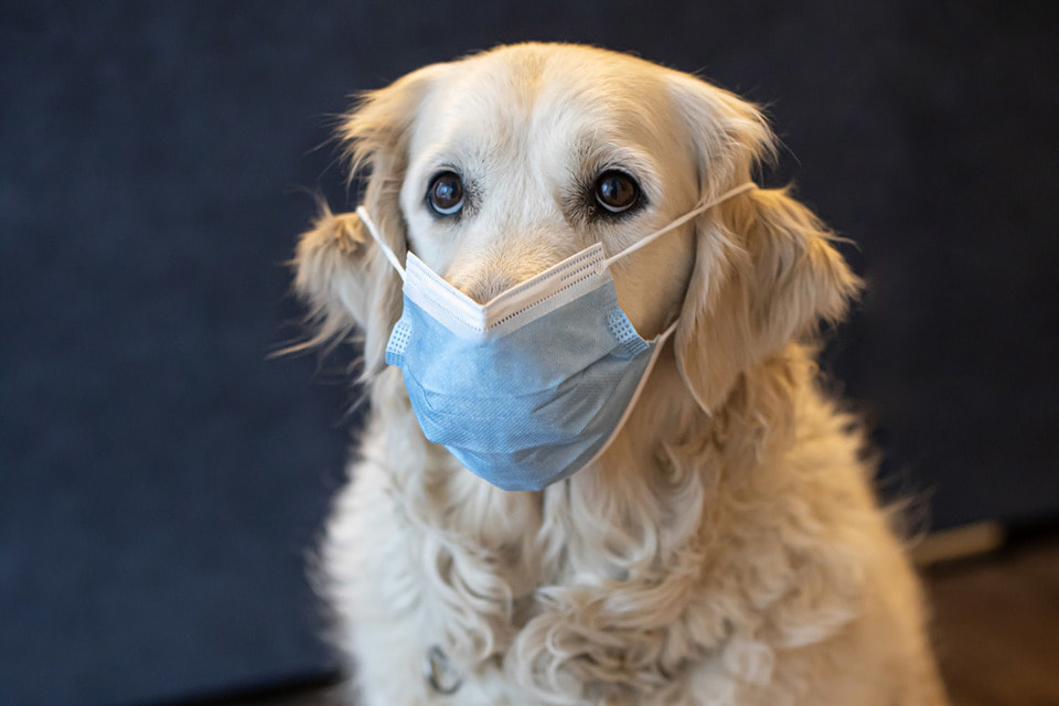Самыми частыми гостями столичных ветеринарных клиник традиционно являются собаки и кошки