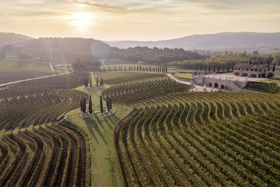 Виноградник в Соломео разбит волнообразными рядами, что позволяет растениям получать максимальное количество света