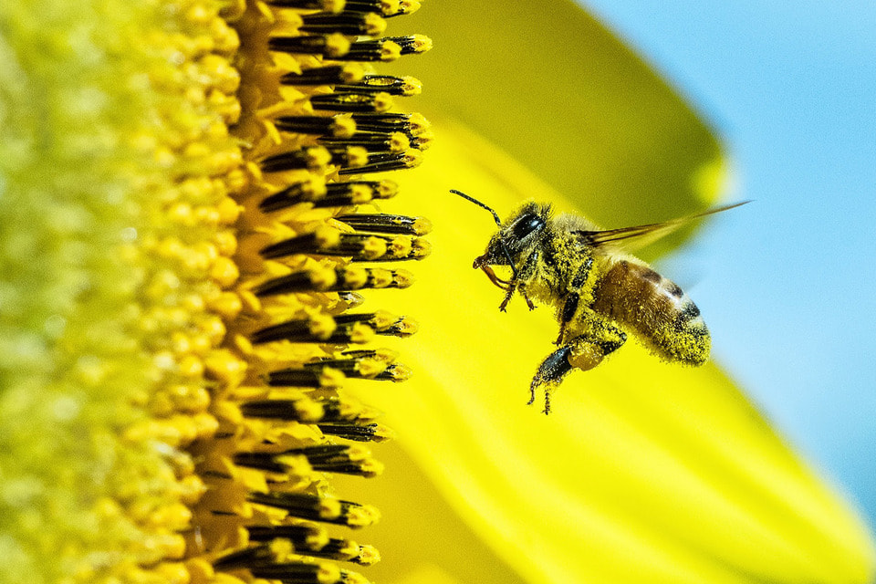 Положительный опыт «приручения» пчел есть как в Европе, так и в России