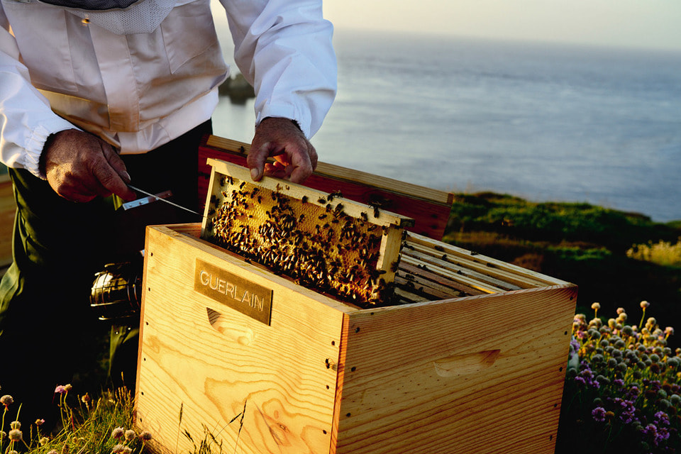 Дом Guerlain  посвятил пчелам множество партнерских проектов