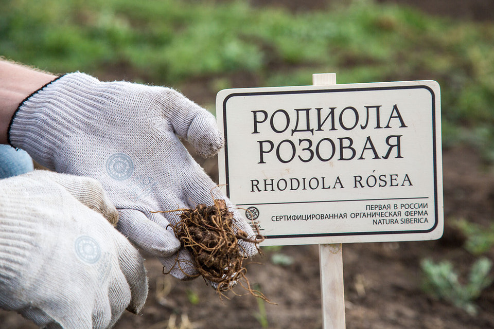 Родиола розовая – с нее начиналась история компании